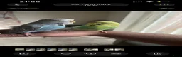 Budgerigars birds for sale: Hand Tame budgies  in Birmingham - Advert 3