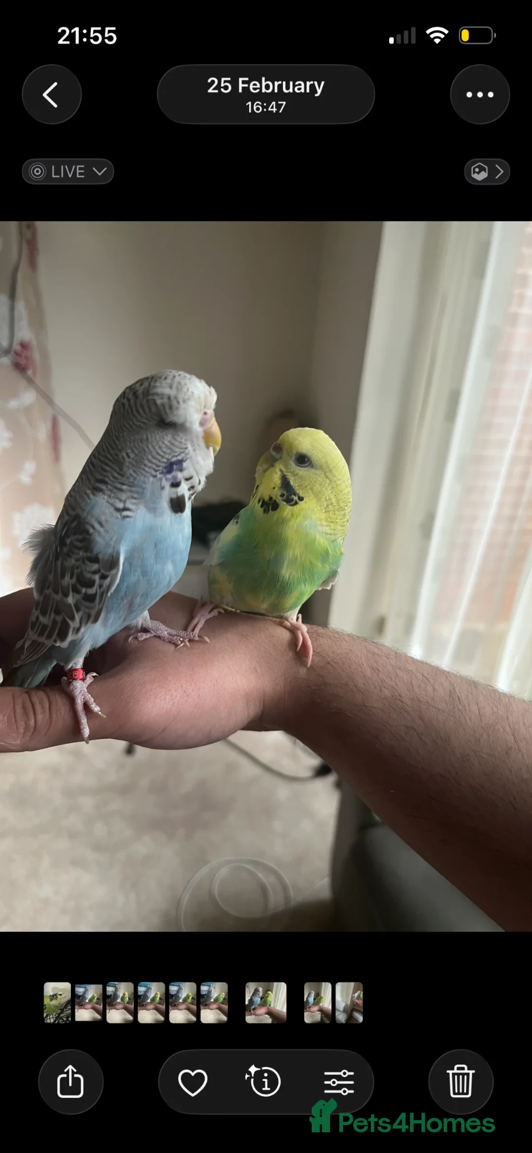 Budgerigars birds for sale: Hand Tame budgies  in Birmingham - Advert 3
