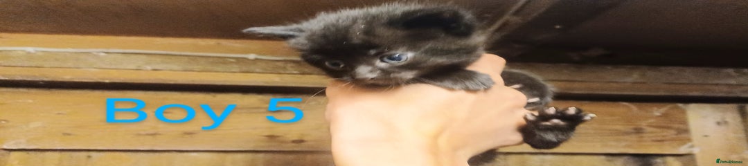Boy 5