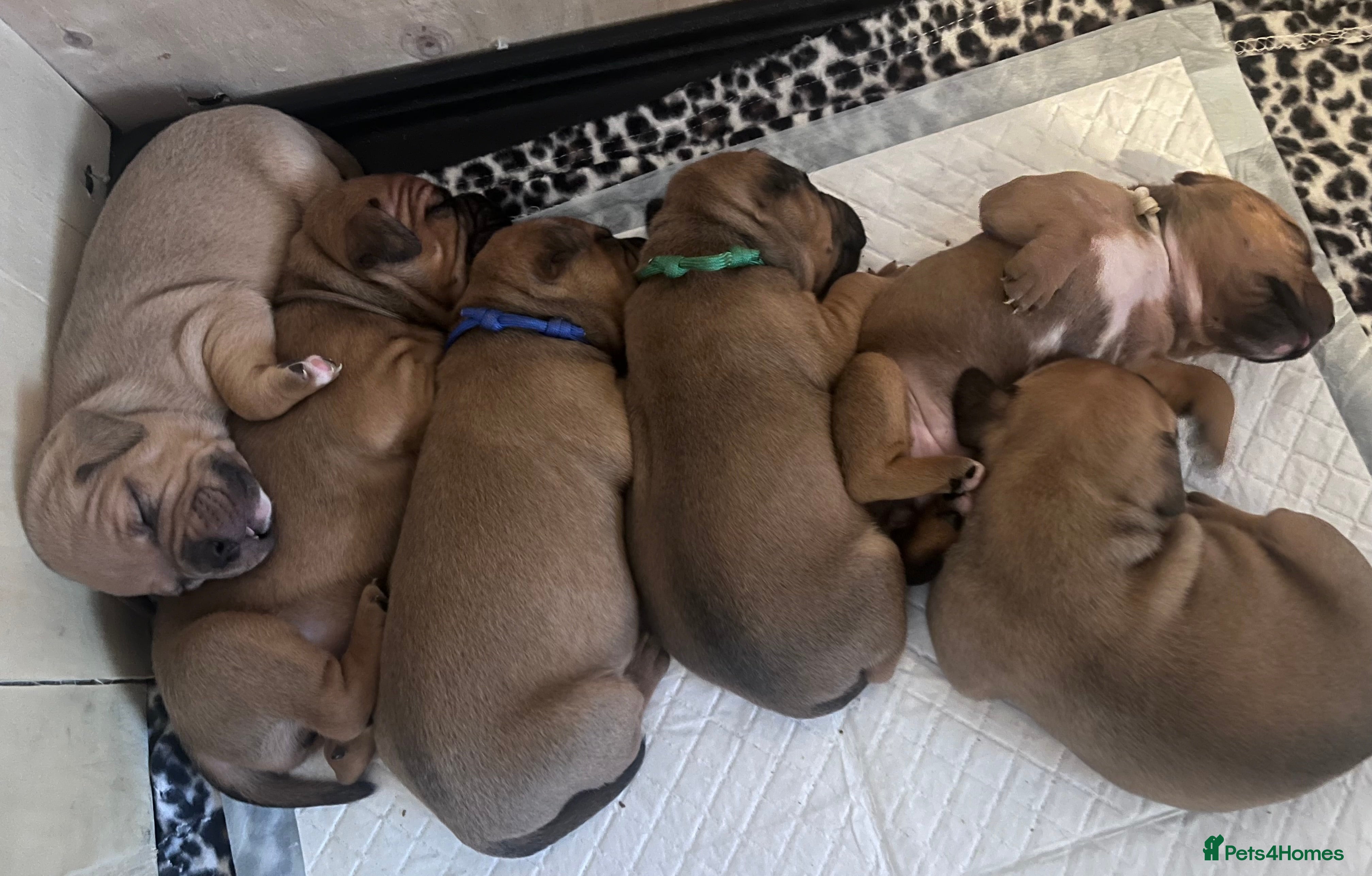Staffordshire Bull Terrier dogs Male red staffy pups  - Advert 18