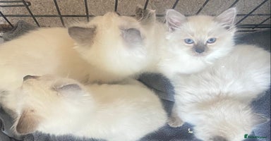 Ragdoll cats - Advert 10
