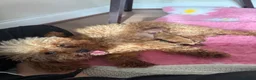 Toy Poodle dogs for sale: Asian tiny toy poodles  - Advert 6