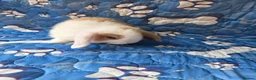 Mini Lop rabbits for sale: Stunning baby mini lops  - Advert 25