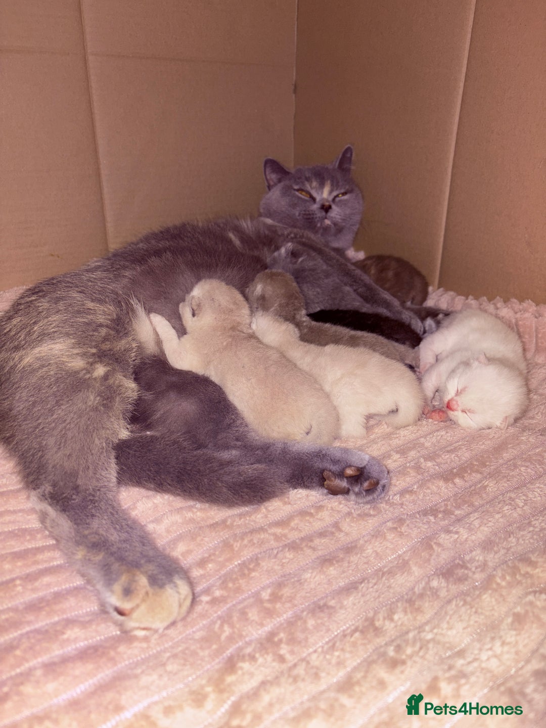 British Shorthair cats for sale: Beautiful GCCF Registered MultiColoured BSH kitte  - Advert 16