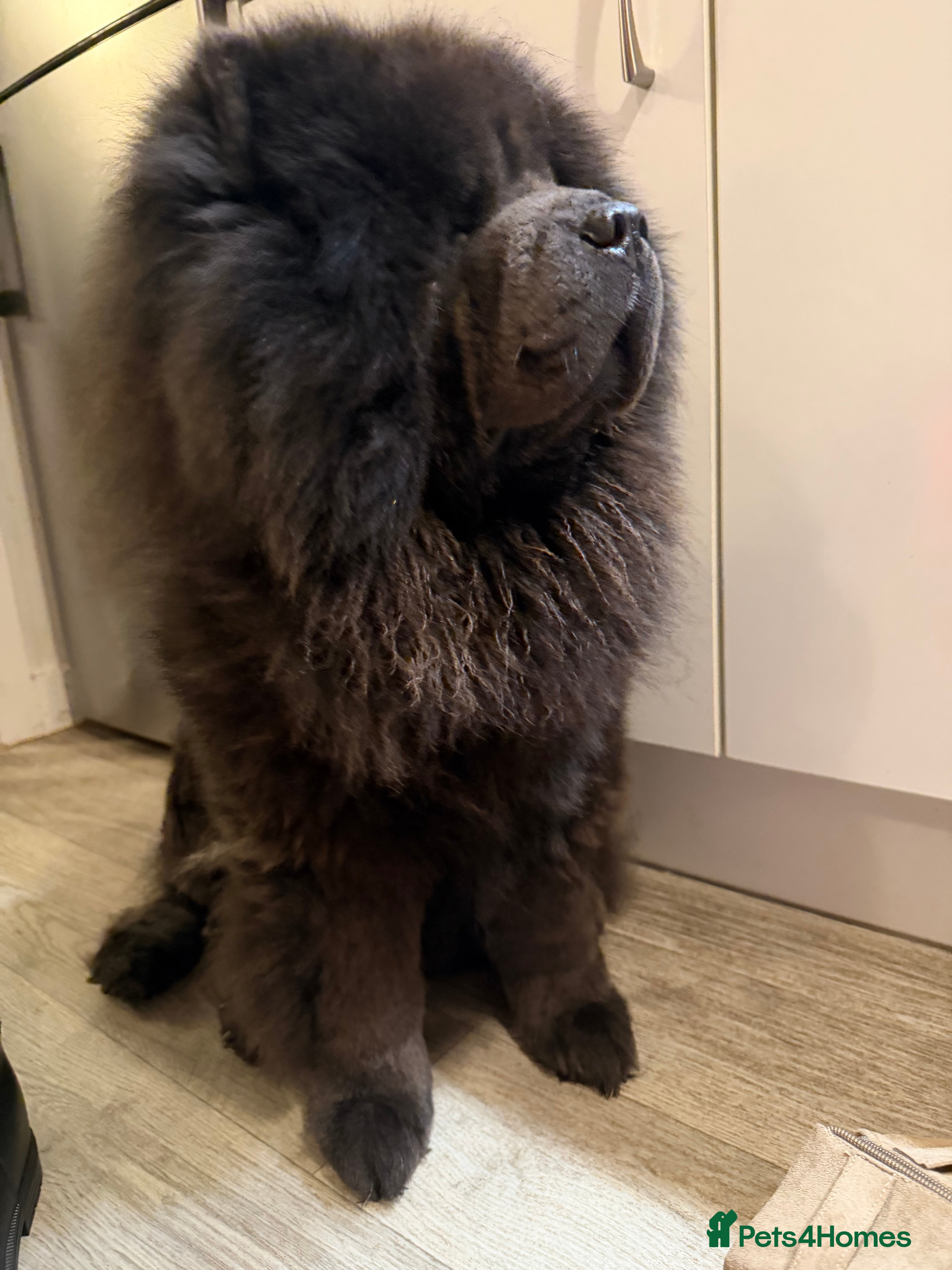 Chow Chow dogs Blue KC registered Teddy Bear Max open for Stud  - Advert 11
