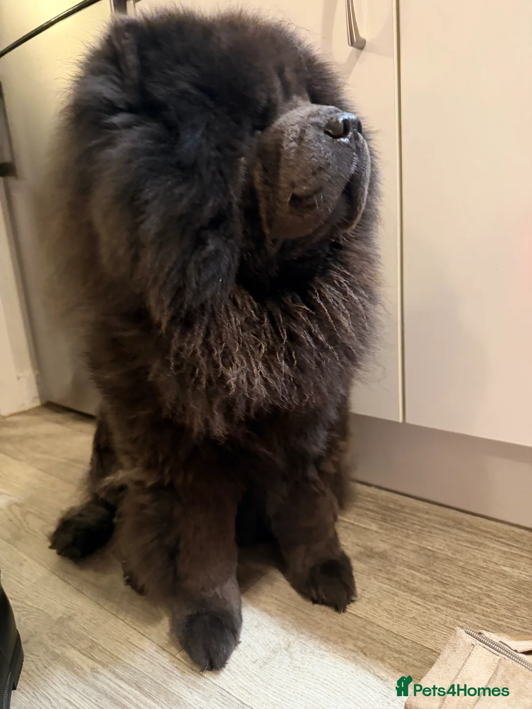 Chow Chow dogs for stud: Blue KC registered Teddy Bear Max open for Stud  - Advert 1