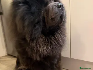 Chow Chow dogs Blue KC registered Teddy Bear Max open for Stud - Advert 11