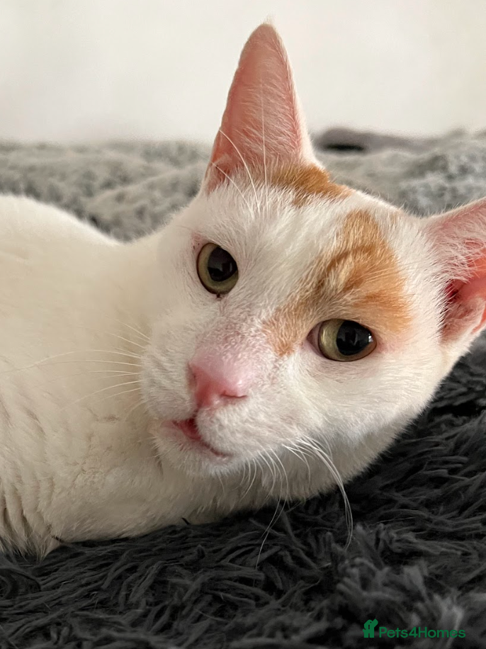 Mixed Breed cats Male Adult Rescue Cat for Indoor Adoption - Advert 8