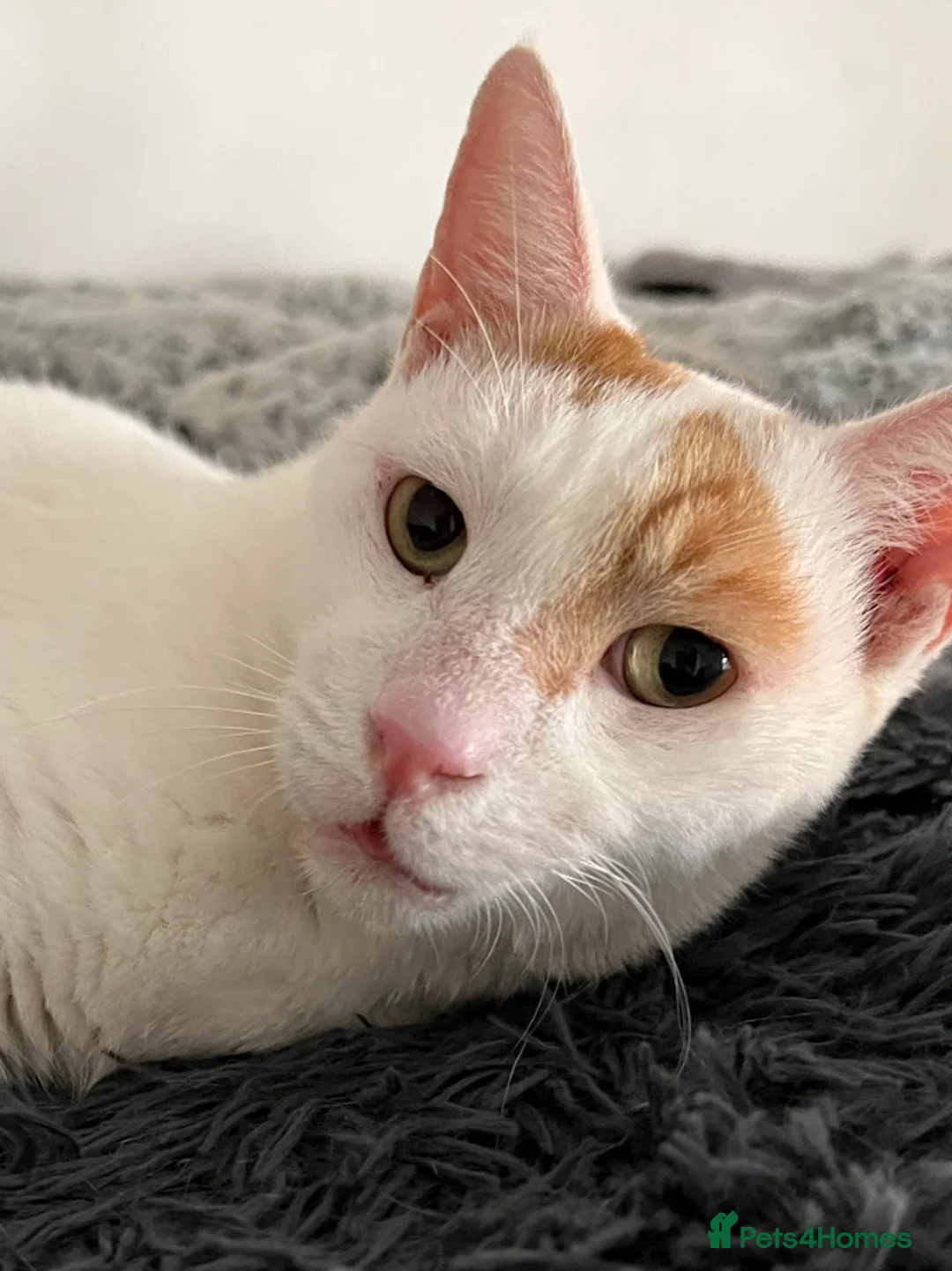 Mixed Breed cats for adoption: Male Adult Rescue Cat for Indoor Adoption - Advert 1