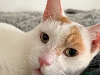 Mixed Breed cats Male Adult Rescue Cat for Indoor Adoption - Advert 8