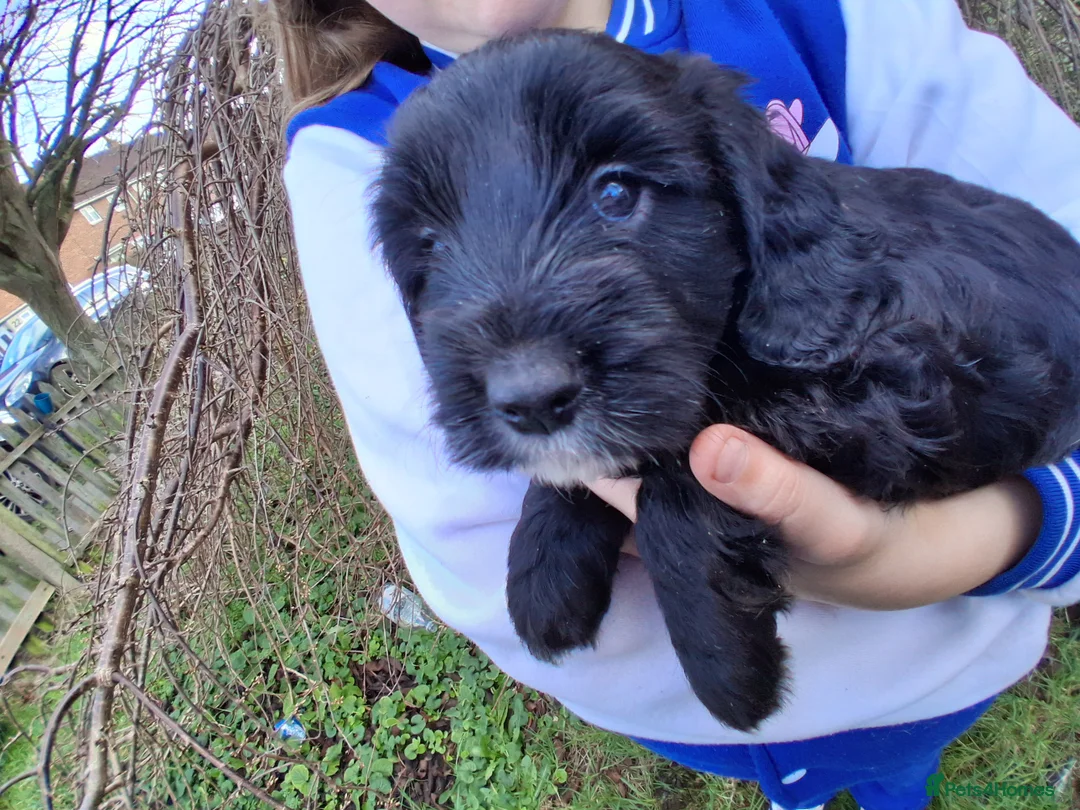 Cockapoo dogs for sale: Stunning cockerpoo puppies ready mid March - Advert 13