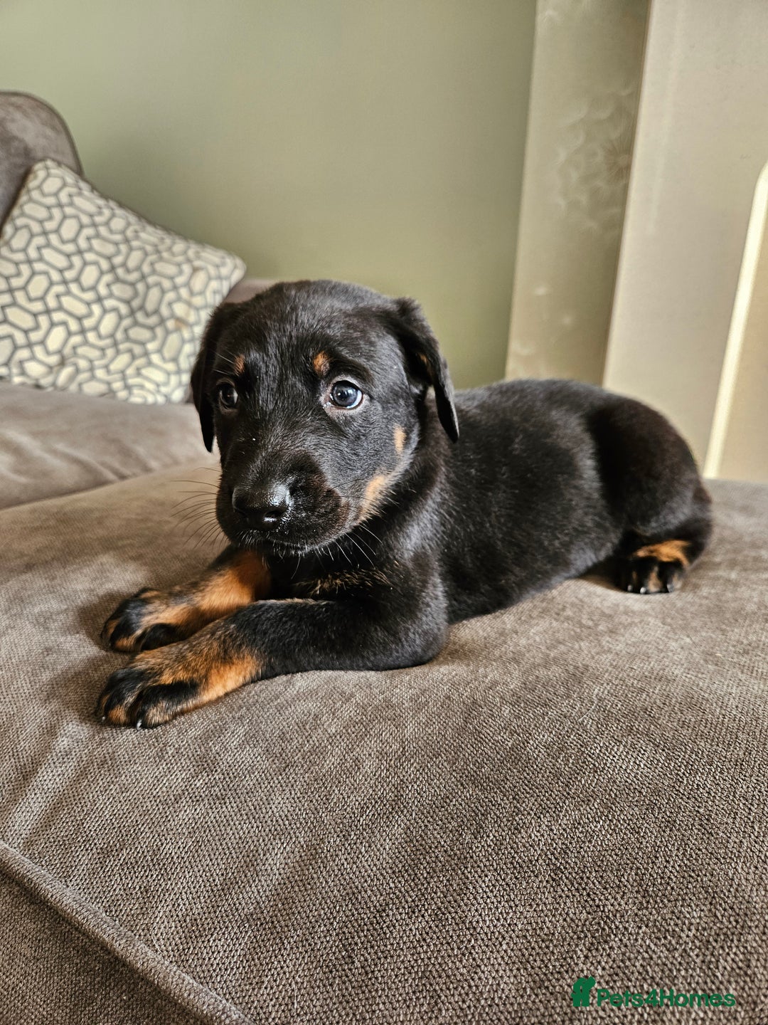 Mixed Breed dogs for sale: Beautiful black German shepherd x doberman  - Advert 27