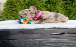 French Bulldog dogs for sale: ❤️ 🐶 beautiful French bulldog puppies ❤️🐶 - Image 20