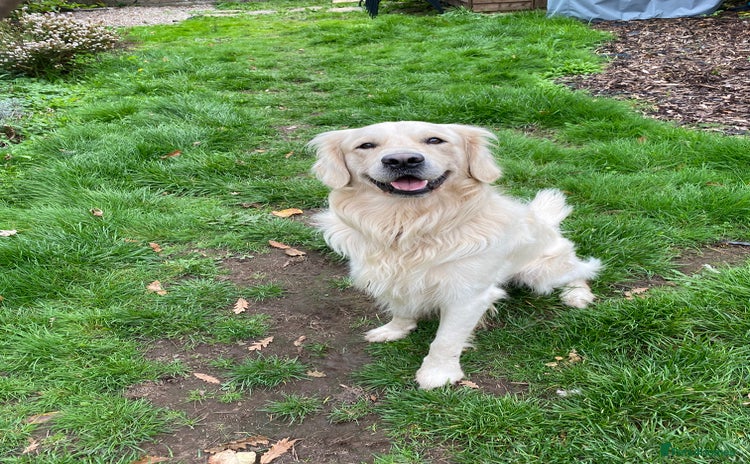 Golden Retriever dogs - Advert 10