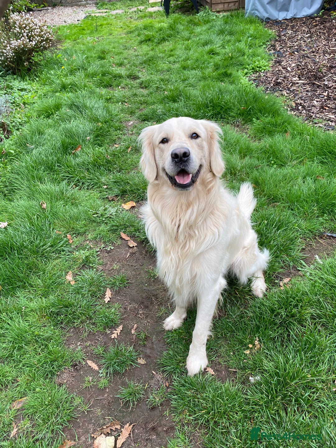 Golden Retriever dogs for sale: 2 year old Golden Retriever Zaki - Image 1