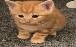 Mixed Breed cats for sale: 5 beautiful kittens 4 boys and 1 girl  - Image 5