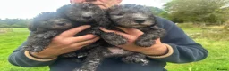 Bedlington Terrier dogs for sale: Bedlington puppies old fashioned line in Kendal - Advert 6