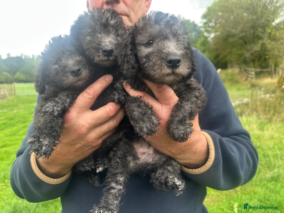 Bedlington Terrier dogs for sale: Bedlington puppies old fashioned line in Kendal - Advert 6