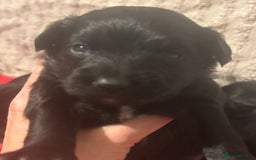 Mixed Breed dogs for sale: Cockeranians - Image 4