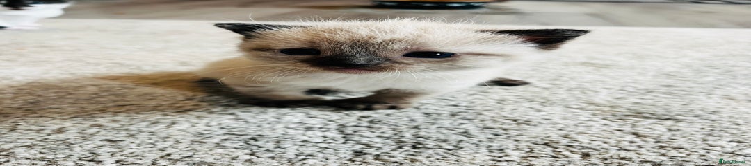 Female Seal Point