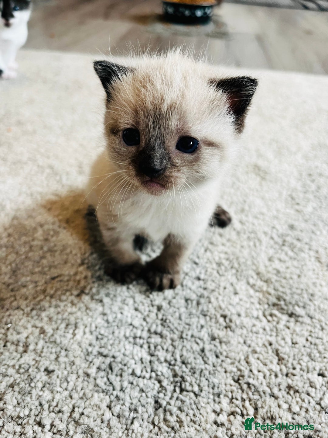 Mixed Breed cats for sale: Gorgeous Siamese Snowshoe Grey Tabby Kittens  - Image 1