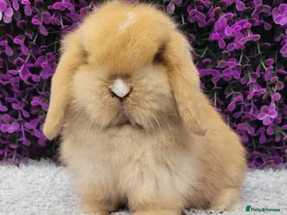 Mini Lop rabbits Beautiful mini lop bunnies & Adult available - Advert 11