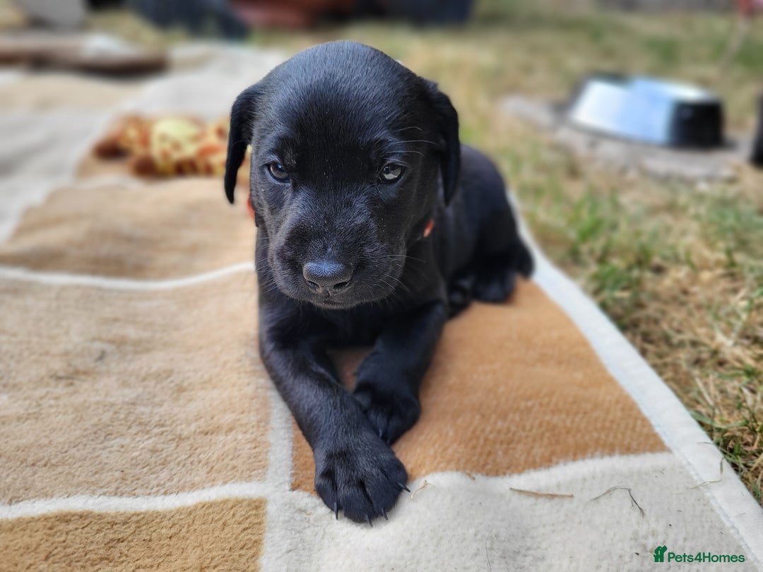 Labrador Retriever dogs for sale: Kc labrador puppies in Much Wenlock - Image 12