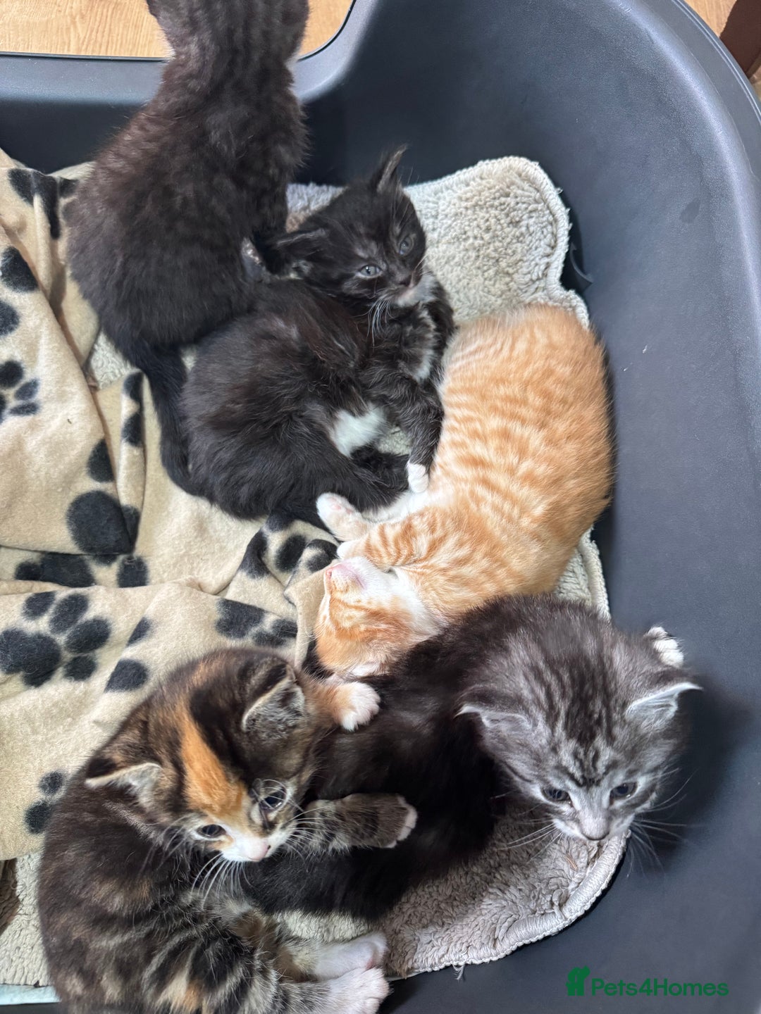 Maine Coon cats for sale: 5 beautiful kittens  - Image 11