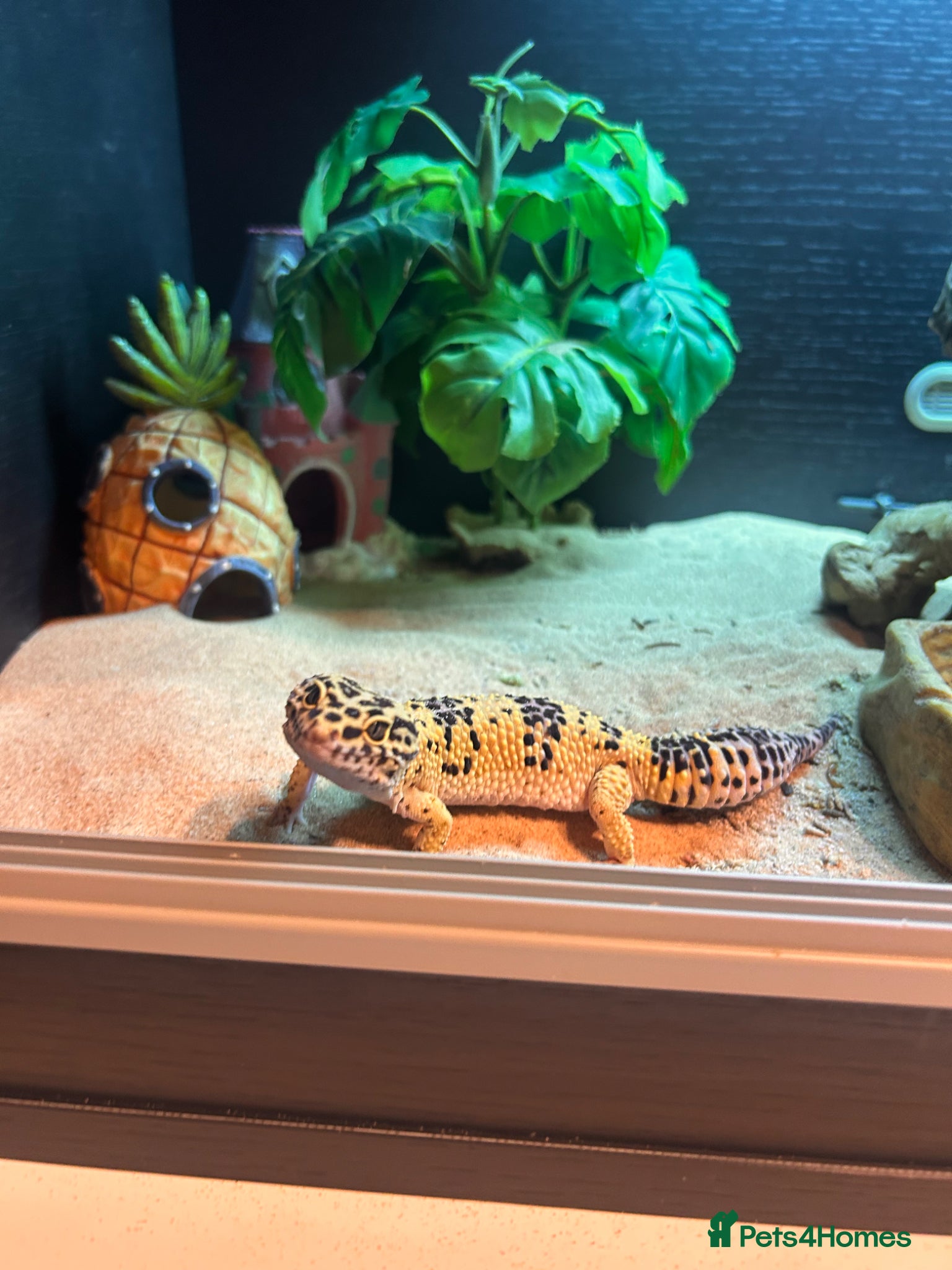 Leopard Gecko reptiles Leopard gecko and vivarium.  - Advert 1