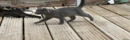 Mixed Breed cats for sale:  beautiful Three kittens. - Advert 5