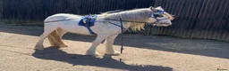 Irish Cob horses for sale: Blue and white Blagdon Filly - Advert 3