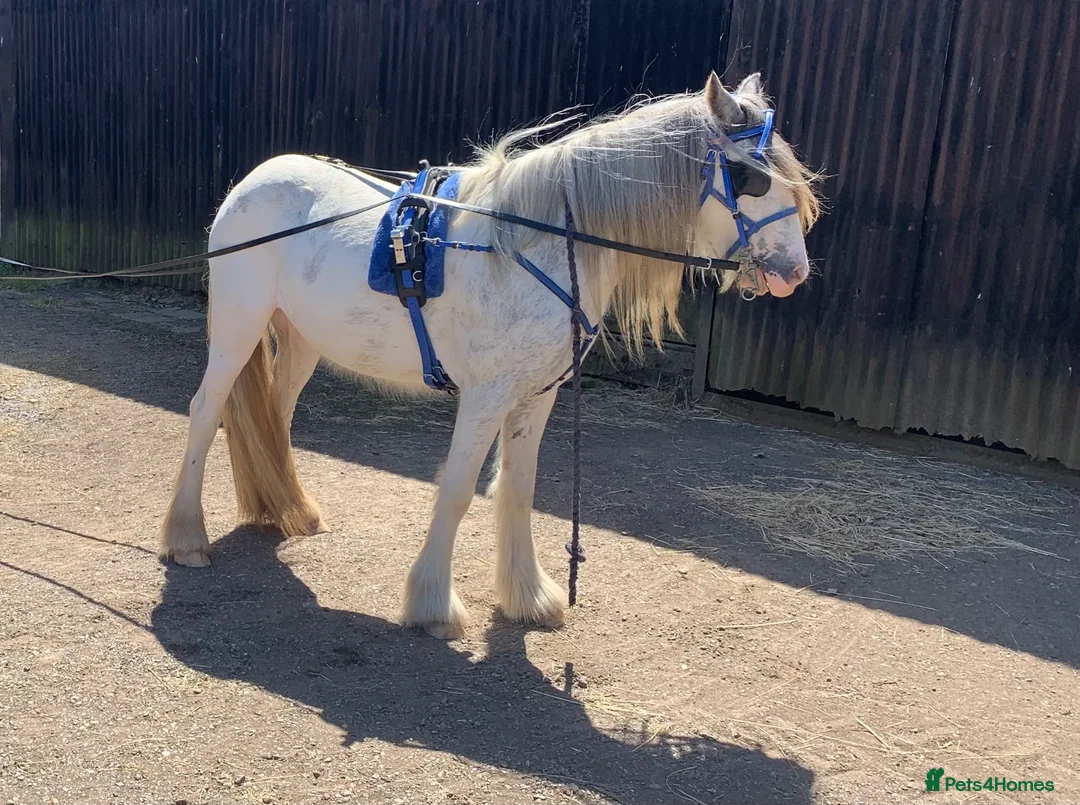 Irish Cob horses for sale: Blue and white Blagdon Filly - Advert 3
