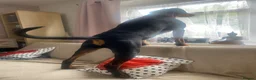 Dobermann dogs for stud: Stud available  - Advert 4