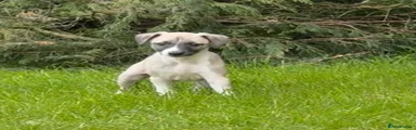 Benny