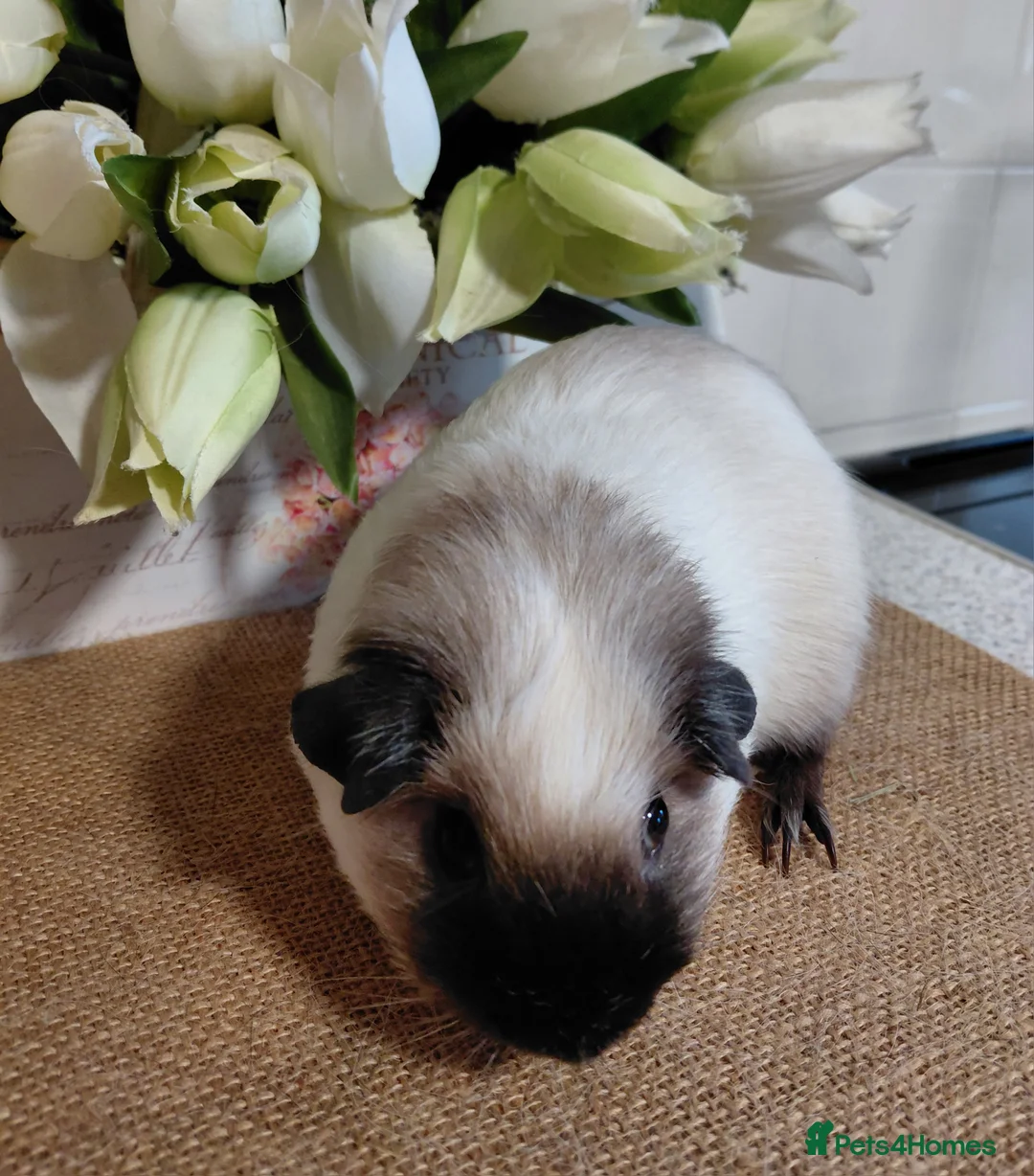 Guinea Pig rodents for sale: Pure breed guinea pigs  - Advert 7