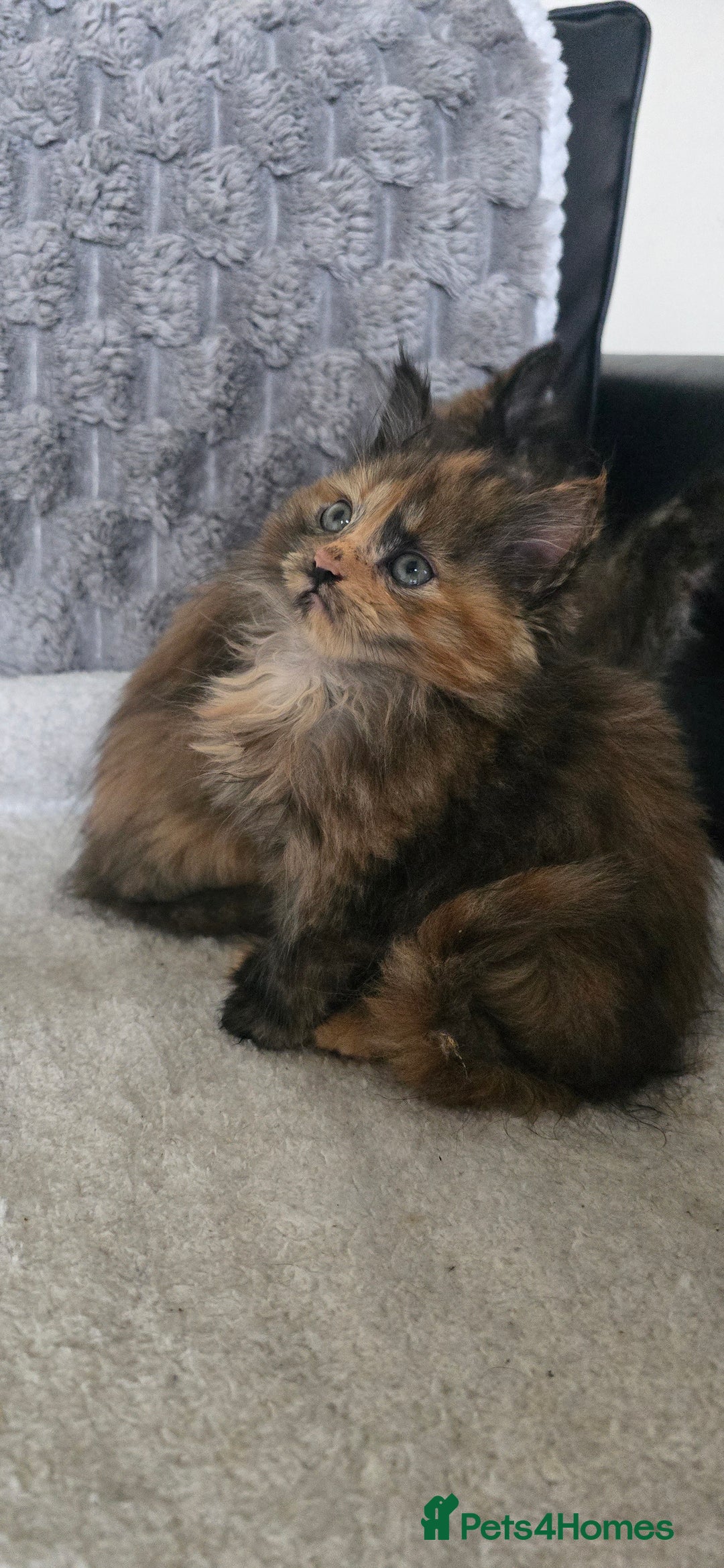 LaPerm cats for sale: 8 Laperm mix kittens, curly & long-haired - Advert 3