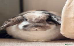 English Lop rabbits for sale: Barney  - Image 4