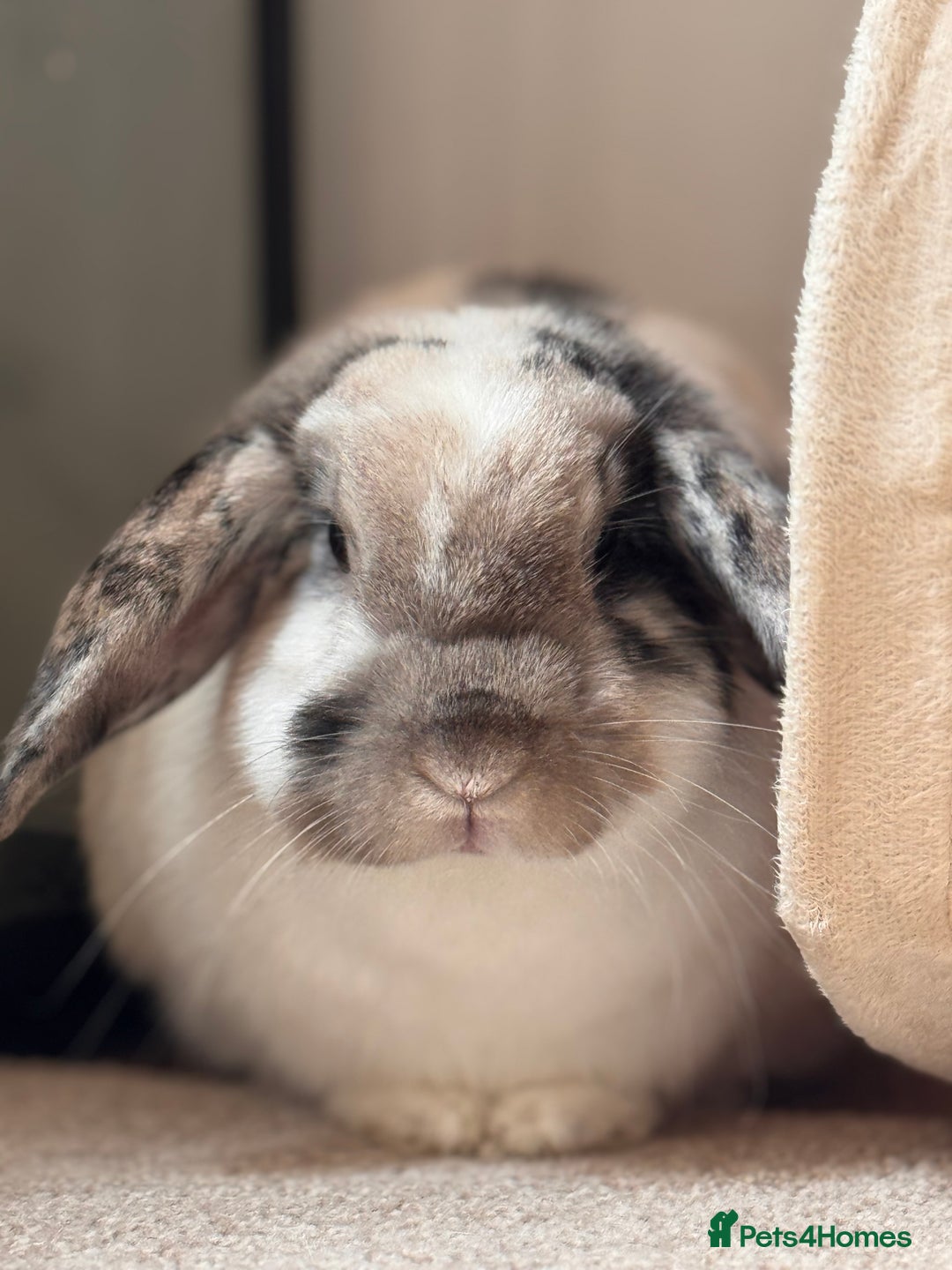 English Lop rabbits for sale: Barney  - Image 4