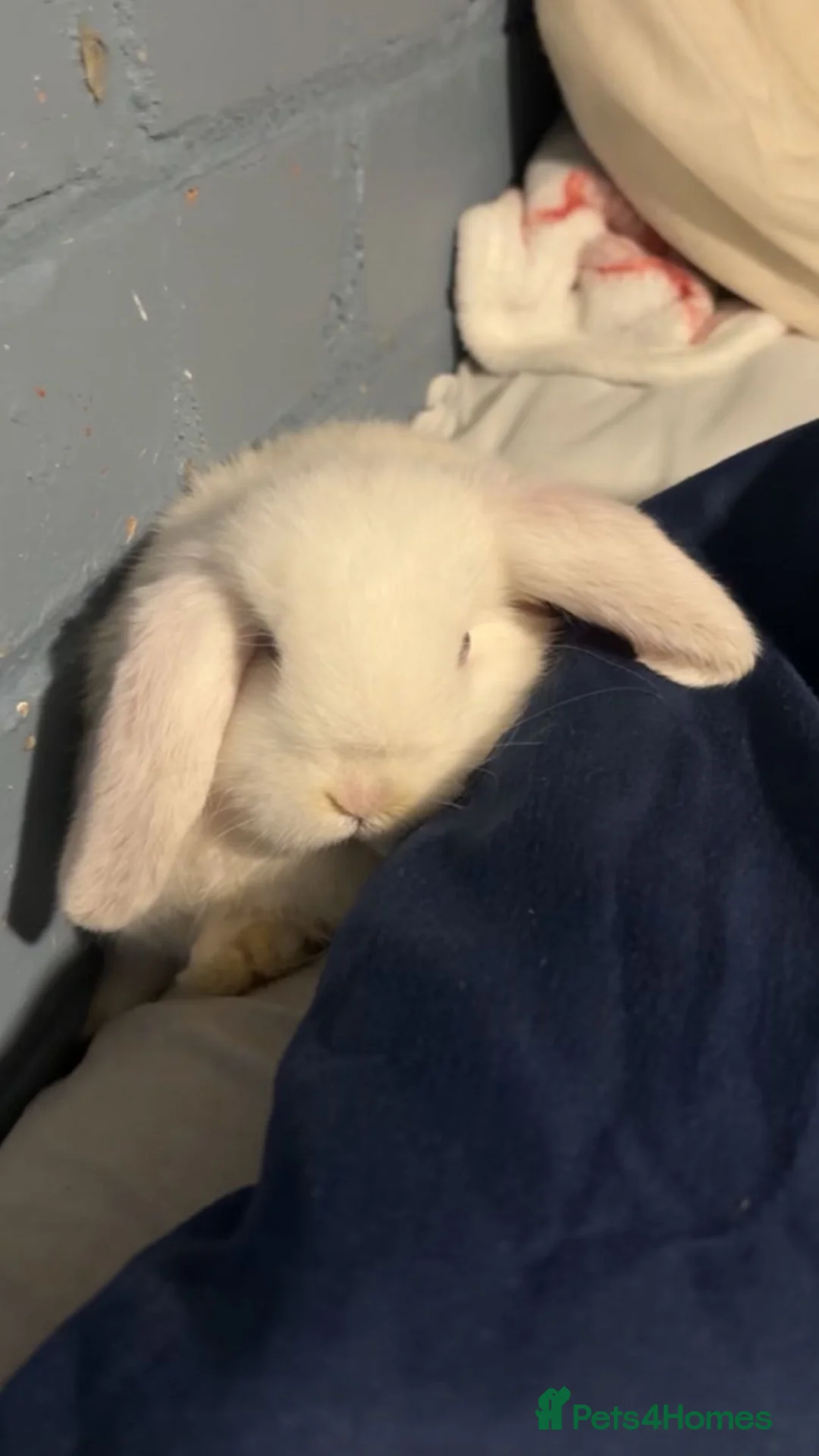 English Lop rabbits for sale: baby lop bunny in Hull - Advert 2
