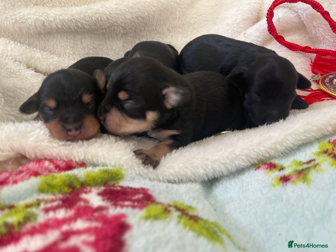 Jackapoo dogs for sale: Quality Jackapoo/ Jack Russel Puppies for sale 💌 - Advert 7