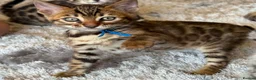 Bengal cats for sale: ✨ Beautiful Bengal Kittens✨ - Advert 18