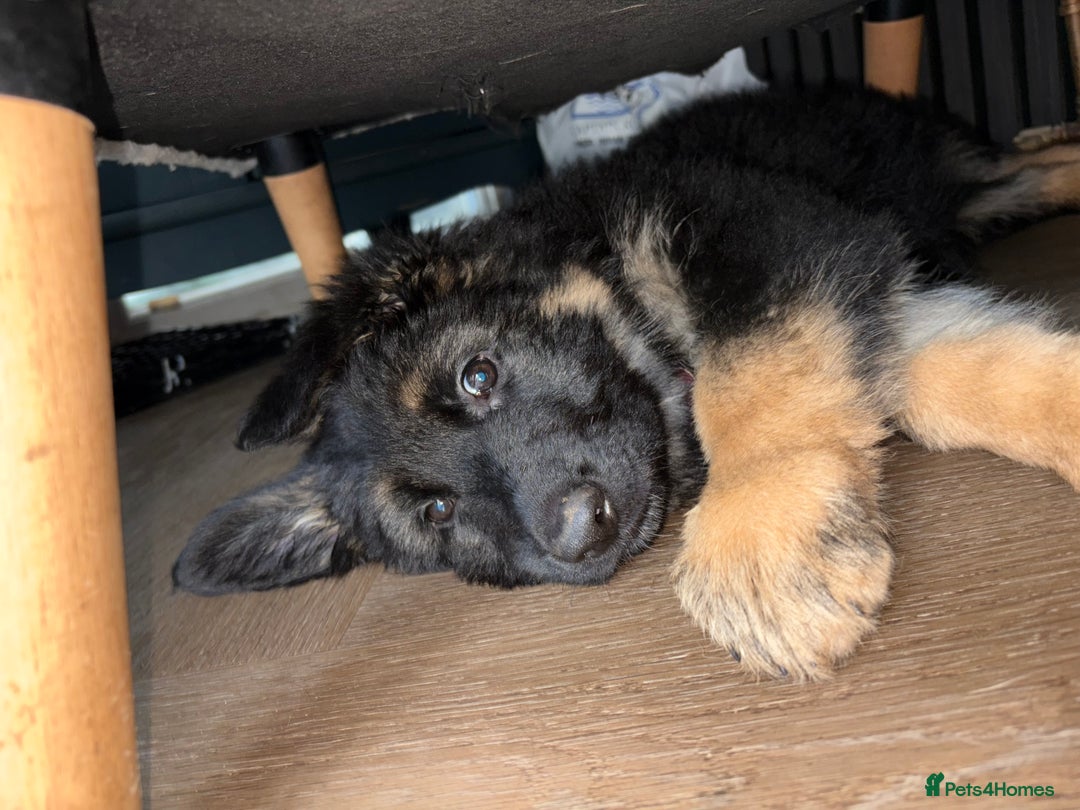 German Shepherd dogs for sale: 🐾 Beautiful Family-Raised German Shepherds 🐾 - Advert 21