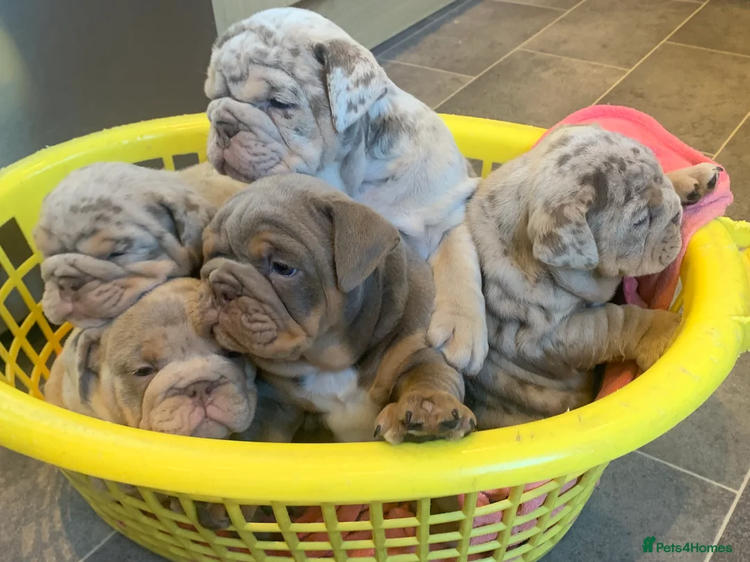 English Bulldog dogs for stud: full suited English bulldog stud well proven in Leicester - Advert 24