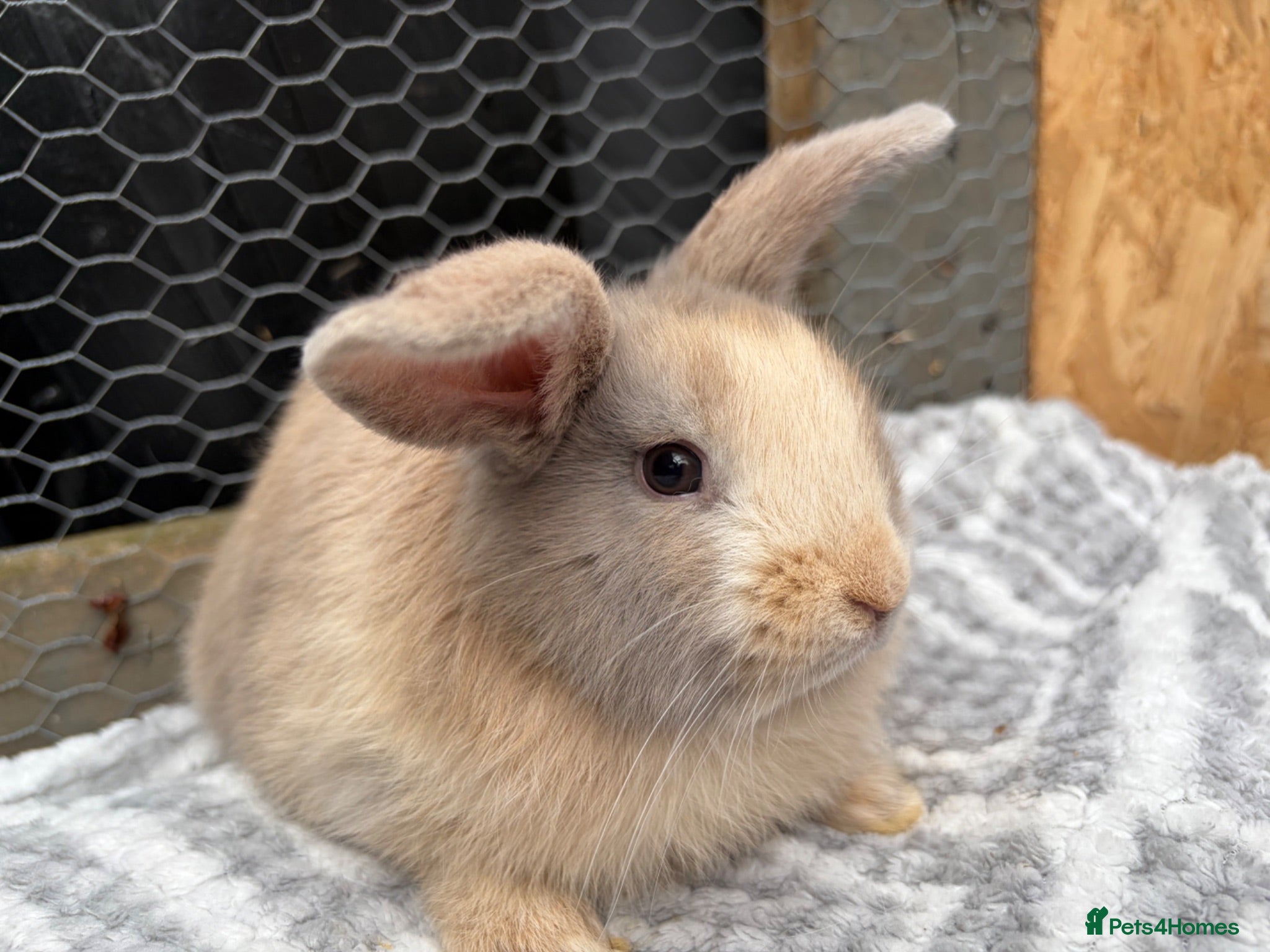 Mini Lop rabbits Beautiful coloured mini lops - Advert 24