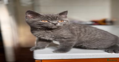 British Shorthair cats - Advert 1