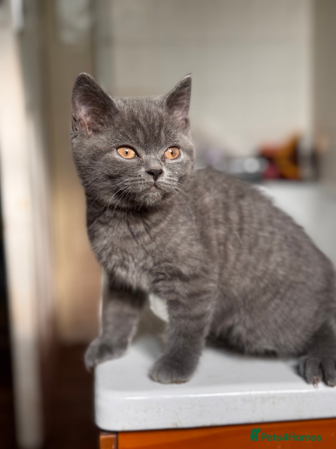 British Shorthair cats for sale: RARE lilac spot/blue British shorthair kittens - Image 2