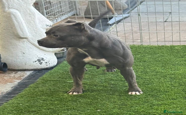 Staffordshire Bull Terrier dogs - Advert 16