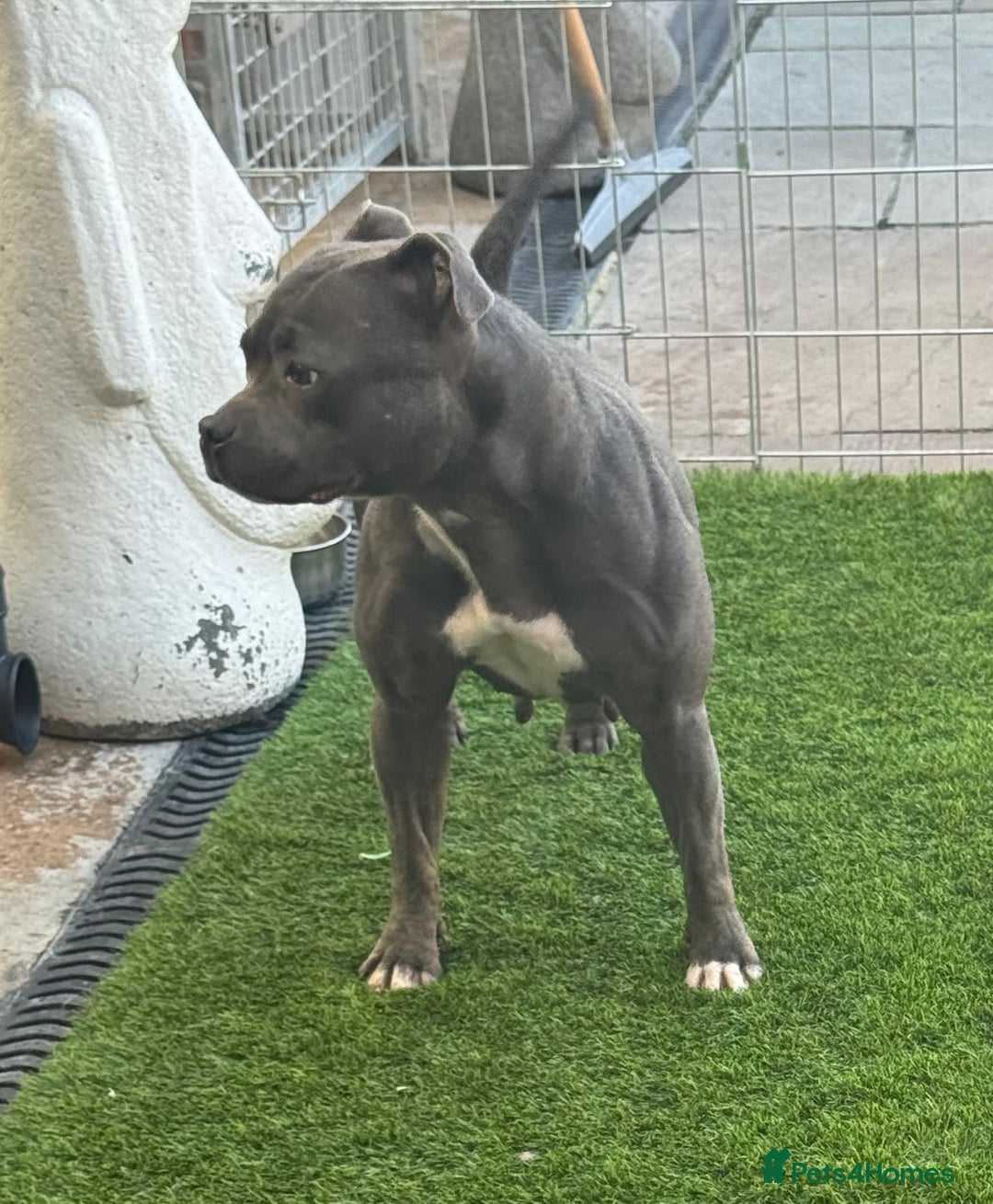 Staffordshire Bull Terrier dogs for sale: LILO .. blue female .READ ALL THE ADD  - Image 1