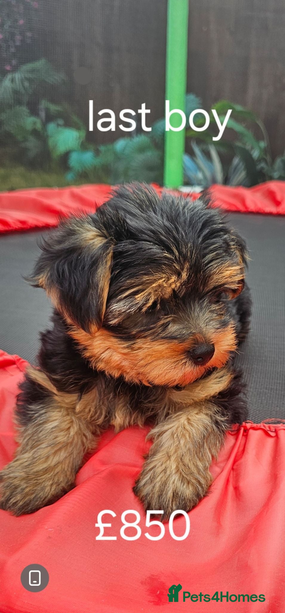 Yorkshire Terrier dogs Yorkshire terrier puppies - Advert 18