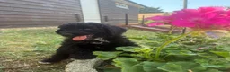 Miniature Poodle dogs for sale: DNA health tested Miniature Poodles 💐 - Advert 4